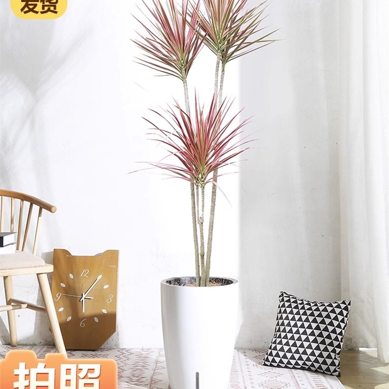 千年木客厅绿植办公室内七彩铁大桌面绿植