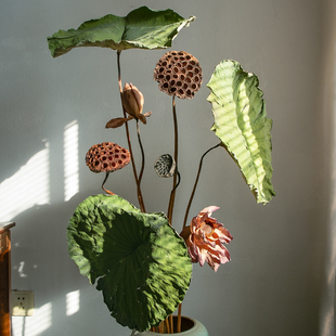 莲蓬干花花束客厅摆设真花风干天然高级感落地荷花荷叶装饰摆件
