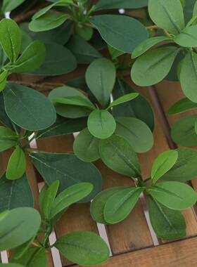 仿真树叶树叶树叶子绿色植物榕塑OJY料假树枝室假内装饰福禄桐