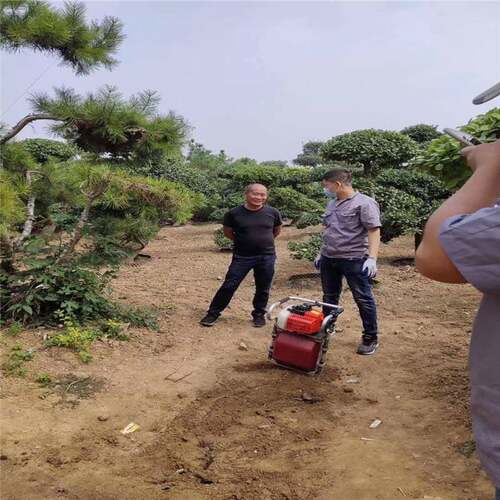 油苗圃汽挖树机铲PLP头轻便树机华盛汽机挖挖树油铲