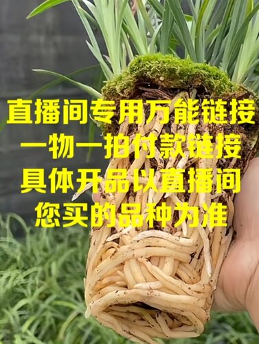 天府兰苑直播专拍链接（请勿私自下单）