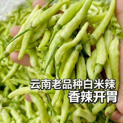 云南德宏正宗皱皮野山椒250g