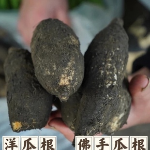 云南德宏农家自种新鲜洋丝瓜根佛手瓜根洋瓜寿瓜蔬菜特产