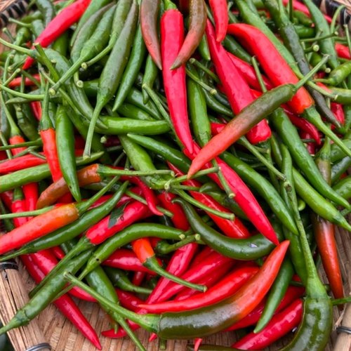 云南本地新鲜现摘青红小米辣椒