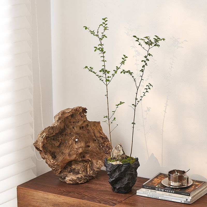 侘寂简约风榔榆小叶榆树绿植盆景室内办公桌面植物精致小花卉盆栽