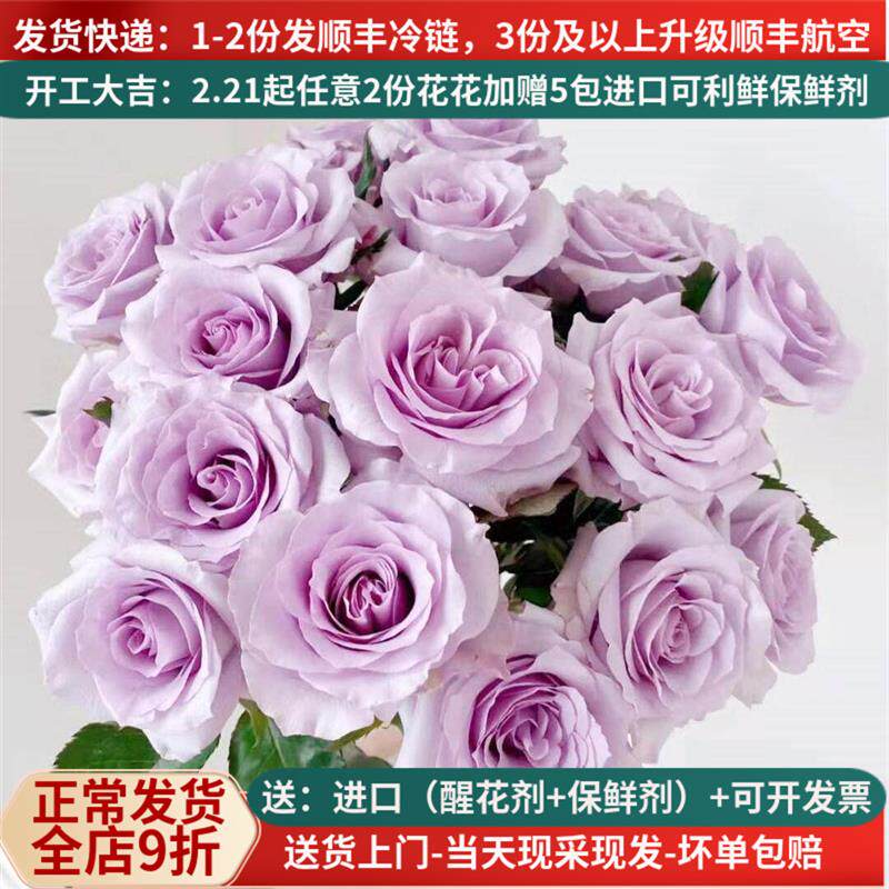 级海洋之歌玫瑰直批花束基地直供直发家用斗南花市云南鲜花紫色
