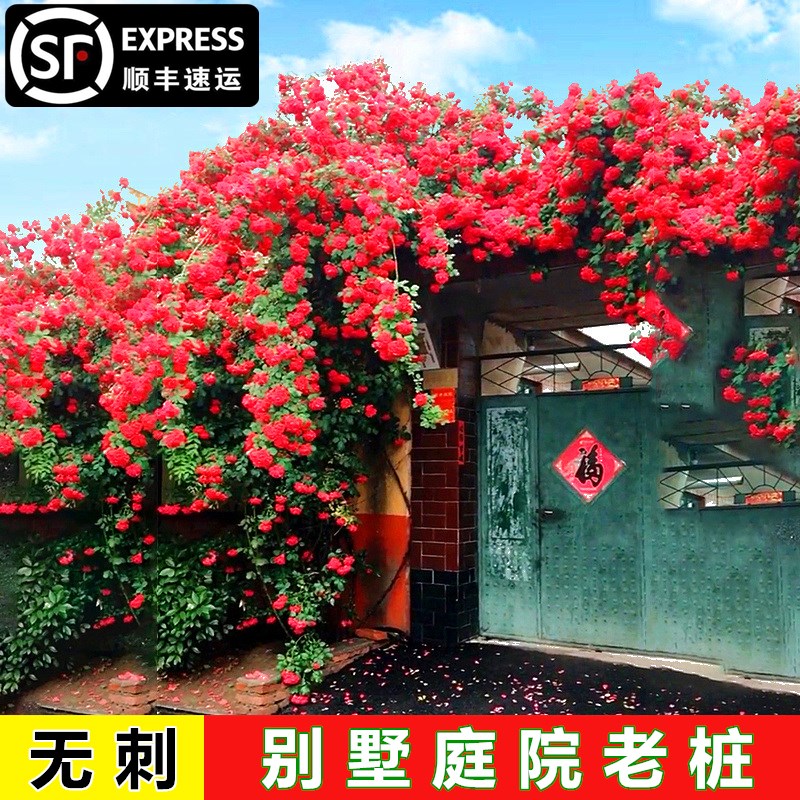 四季红木香花苗爬藤月季无刺带花蔷薇花浓香白黄木香别墅庭院老桩