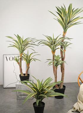 手金感软胶材料边龙舌兰HSC白边植黄冠兰仿真植兰物造景绿剑麻剑