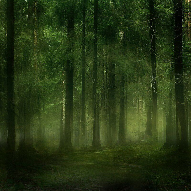 新款影棚绿色森林室内摄影背景布家用影楼儿童自然风景数码写真布