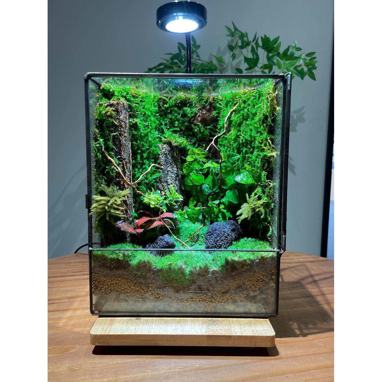 微景观瓶苔藓微景观雨林缸成品雨林植物桌面室内好养鲜活盆栽青苔