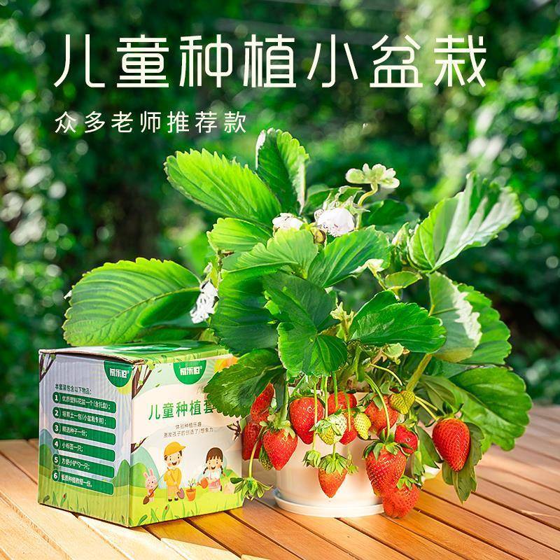学生幼儿园儿童种植小盆栽西瓜草莓迷你绿植科学实验观察植物套装
