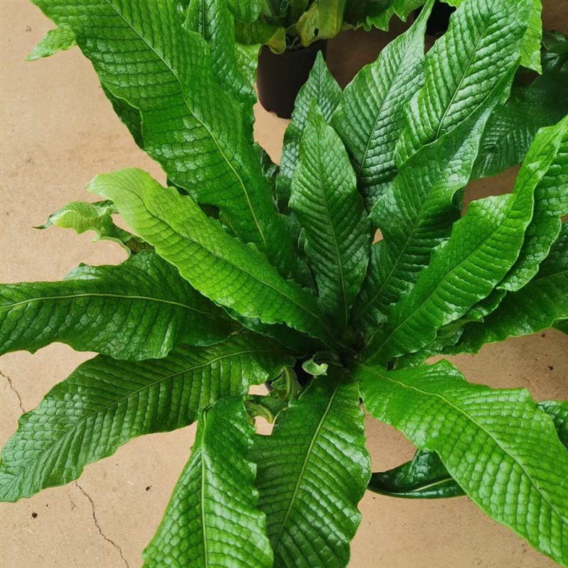 蛇皮蕨稀有品种蕨类植物耐阴耐热阳台室内桌面盆栽绿植物净化空气