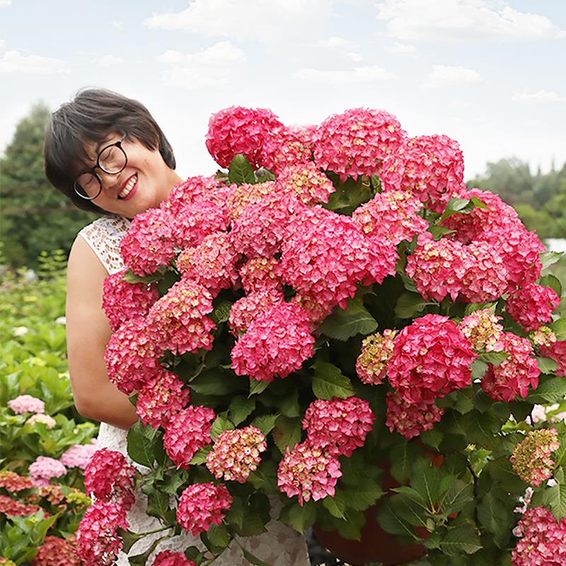 绣球花苗无尽夏花卉植物室内花海妈花园阳台大花盆栽苗