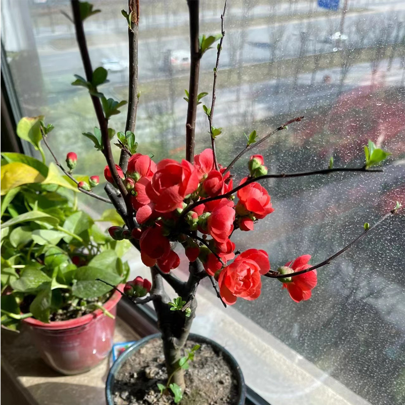 四季海棠花盆栽树苗开花卉重瓣老桩盆景耐寒绿植物室内阳台好养活