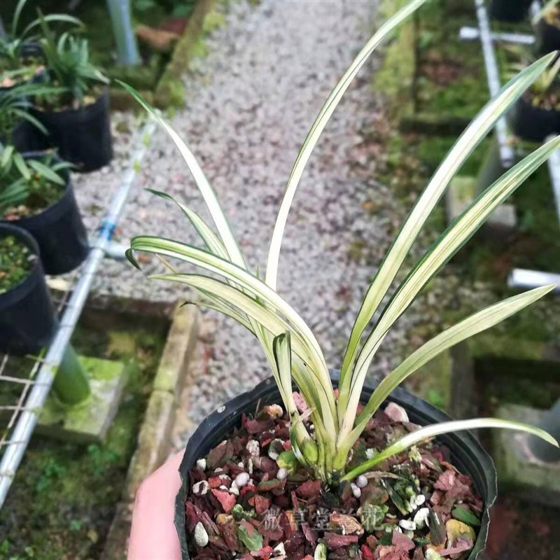 精品兰花苗高档瓷白艺中透细叶多叶办公室客厅茶桌绿植盆栽