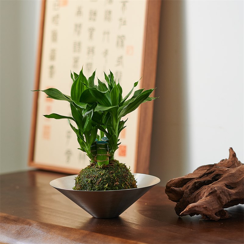 文昌竹支苔藓球金榜题名粗杆带根客厅办公桌面摆件盆栽招财运