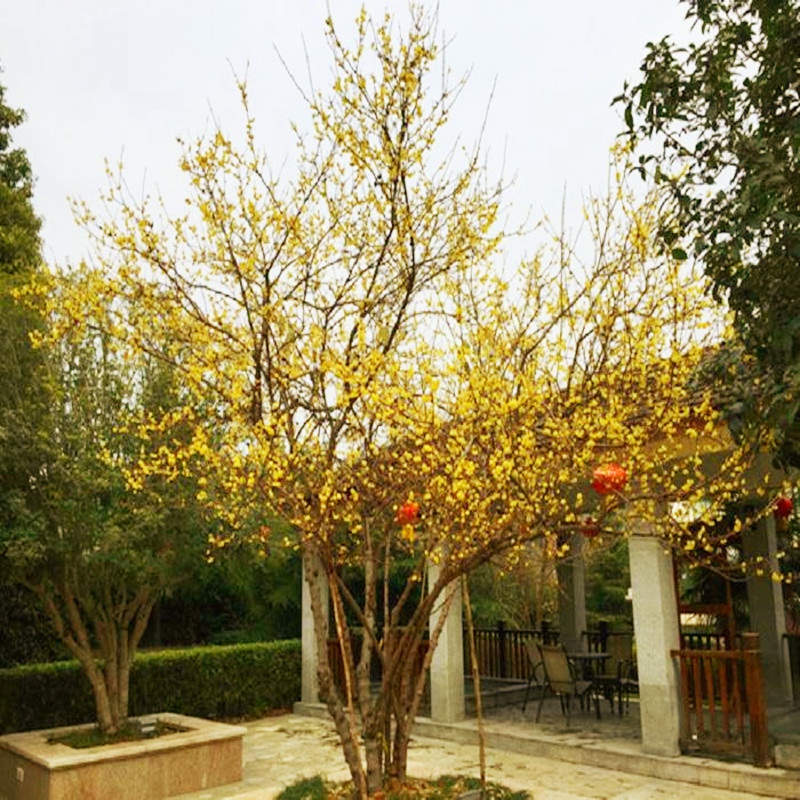 实生腊梅花树苗庭院丛生素心腊梅室外阳台浓香耐严寒树状腊梅花卉