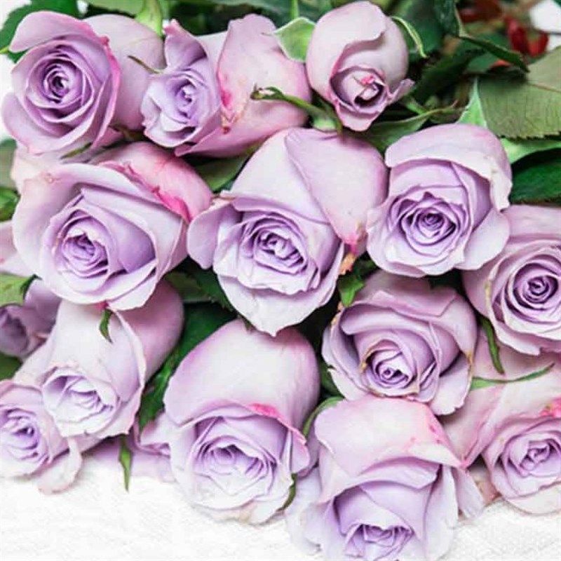 海洋之歌切花玫瑰大苗盆栽四季大花淡紫色茶香庭院花卉绿植月季花