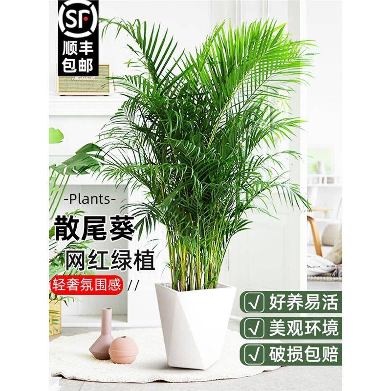 散尾葵凤尾竹室内客厅大型绿植吸甲醛植物四季常青袖珍椰花卉盆栽