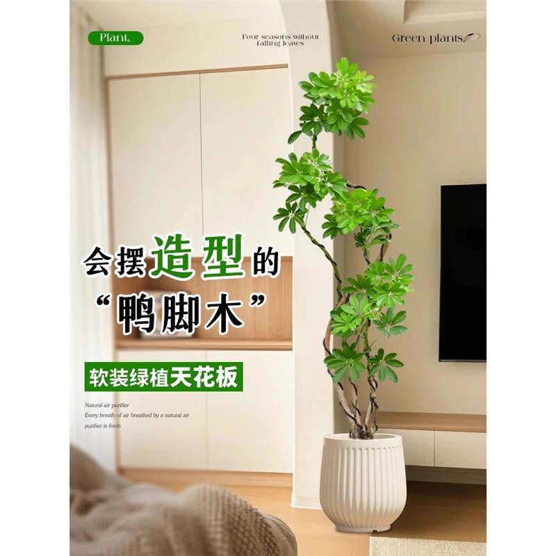 造型鸭脚木客厅大盆栽绿植真树办公室内落地大型绿色植物四季好养