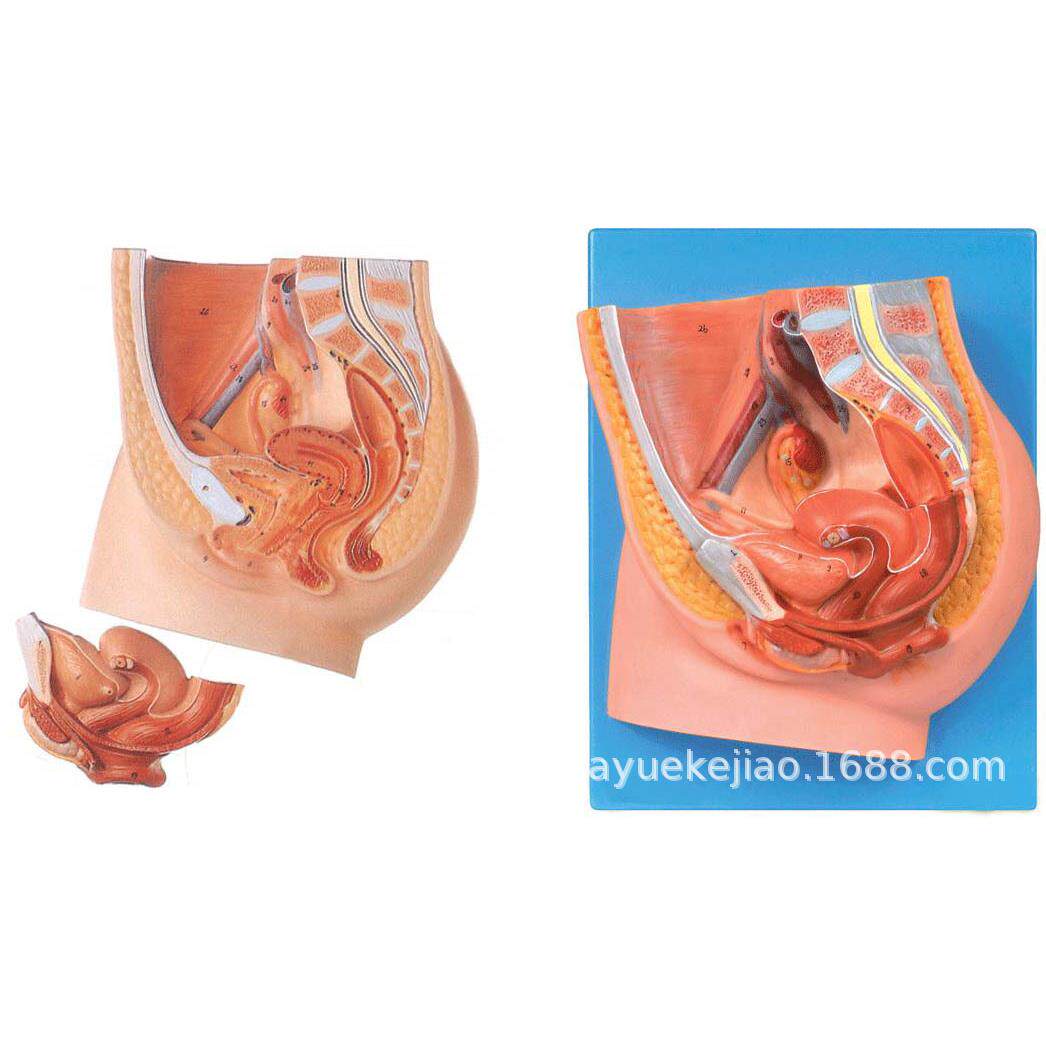 女性盆腔正中矢状切面模型型号YJ/SZ0004pvc材料人体生殖系统模型