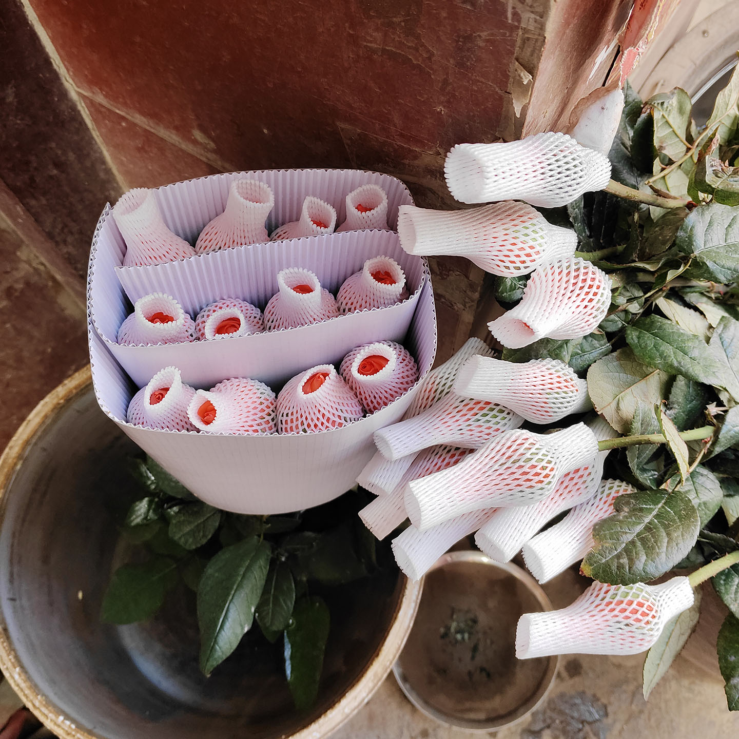 新鲜玫瑰月季鲜花影星坦尼克粉色白色水养鲜切花云南发货包邮