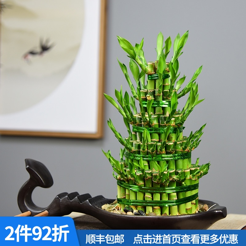 富贵竹水培开运竹子带根水养植物室内客厅盆栽花卉转运节节高绿植