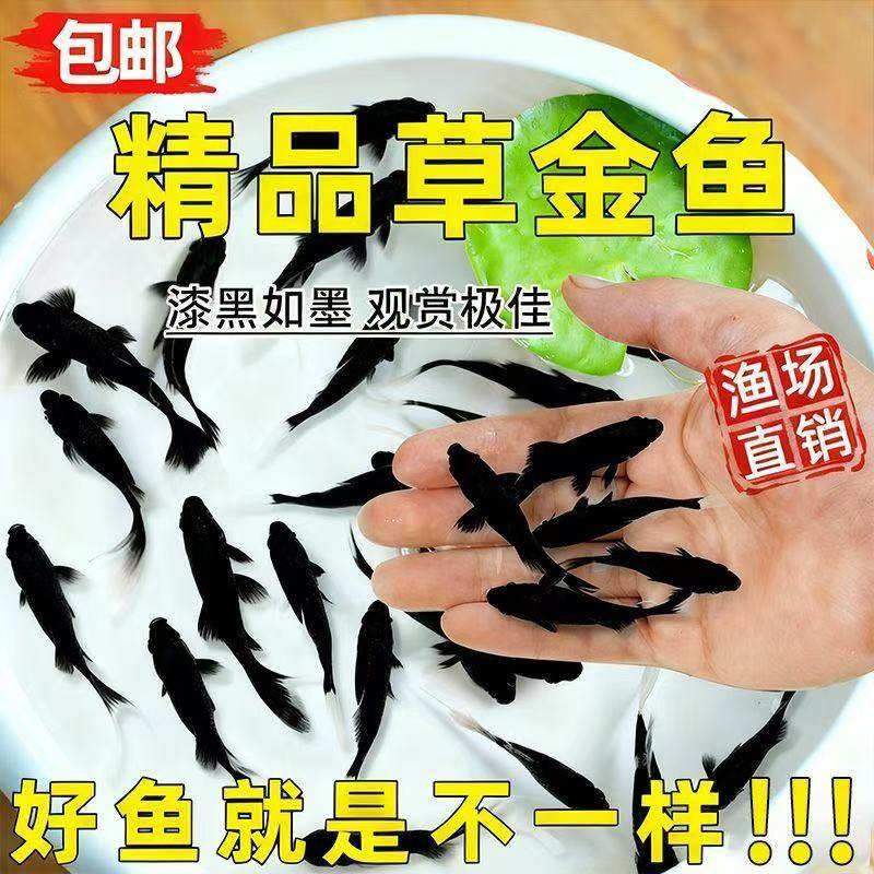 黑色草金鱼锦鲤鱼冷水淡水观赏鱼黑金活体鱼好养耐活小鱼苗自来水,宠物/宠物食品及用品,鱼,淘宝优惠券,粉丝福利购,淘宝优惠卷