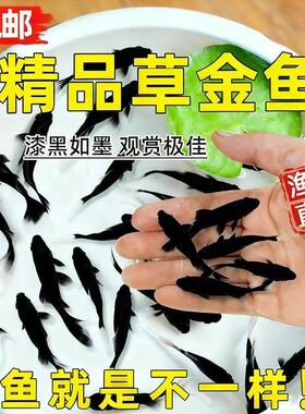 黑色草金鱼锦鲤鱼冷水淡水观赏鱼黑金活体鱼好养耐活小鱼苗自来水