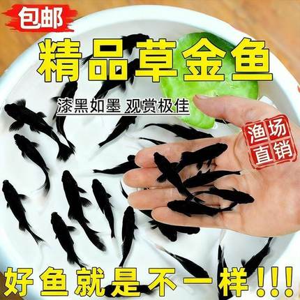 黑色草金鱼锦鲤鱼冷水淡水观赏鱼黑金活体鱼好养耐活小鱼苗自来水
