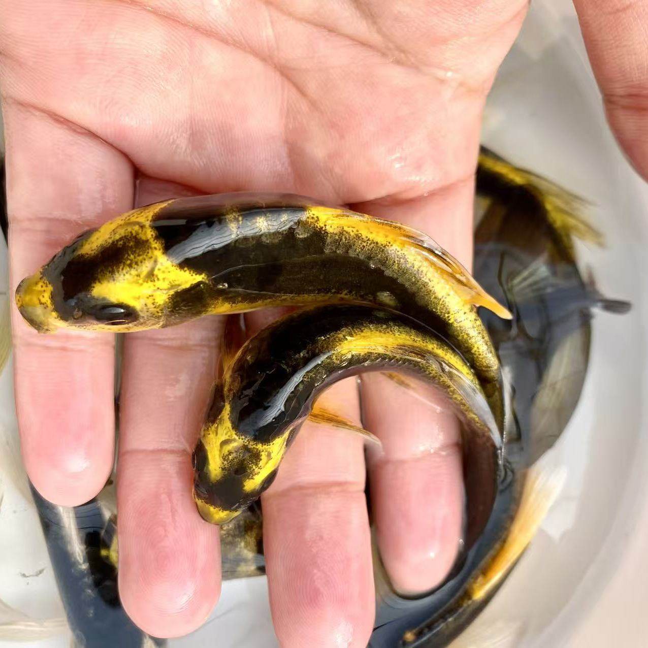 德系玛雅蝴蝶鲤鱼苗鱼场直发淡水鱼自来水好养易活耐寒长短尾随机