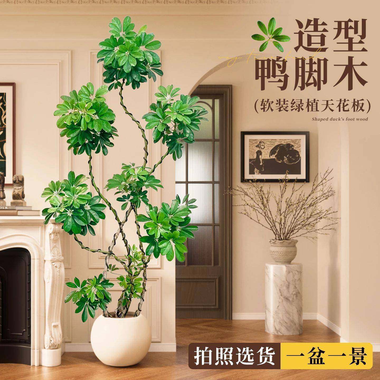 造型鸭脚木室内盆栽鸭掌木办公室客厅净化空气四季常青大型真植物,鲜花速递/花卉仿真/绿植园艺,割草机/草坪机,淘宝优惠券,粉丝福利购,淘宝优惠卷