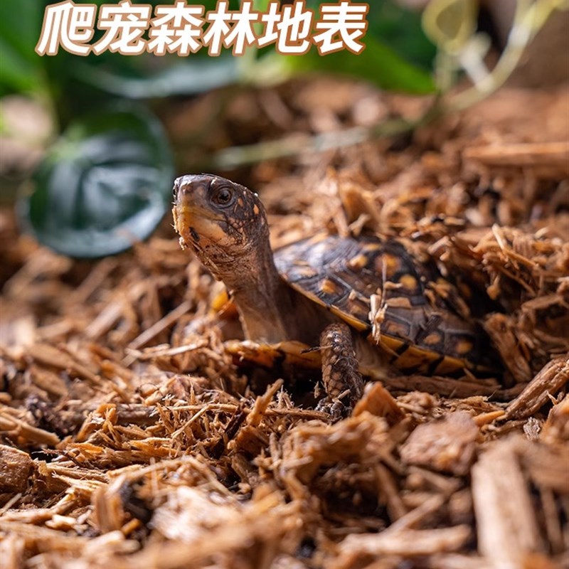 爬宠树皮垫材保湿雨林森林地表除臭分解守宫陆龟蛇饲养箱地垫自然