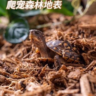 爬宠树皮垫材保湿雨林森林地表除臭分解守宫陆龟蛇饲养箱地垫自然
