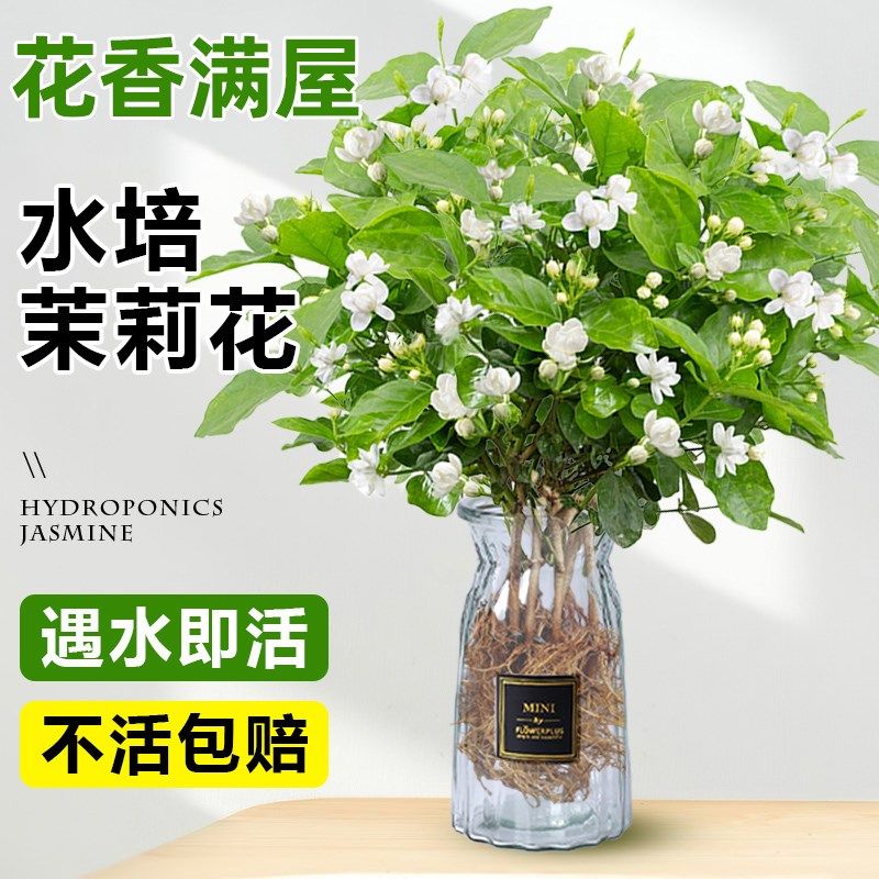 茉莉花水培植物盆栽办公室内桌面好养适合懒人养的花卉绿植九里香