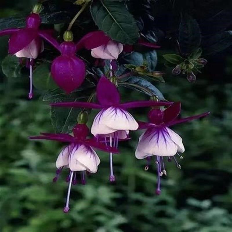 倒挂金钟盆栽四季开花灯笼花盆栽四季好养宝莲灯花阳台花卉绿植朵