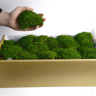 SSZ永苔生藓植物墙造景苔内藓白发藓发狭叶白藓青苔造景室枯山水