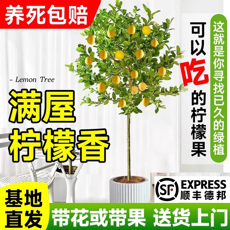 香水柠檬树盆栽可食用带果发货阳台室内客厅大型绿植物四季柠檬树