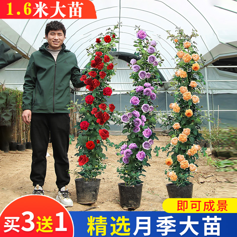 爬藤月季花苗蔷薇花四季开花特大花藤本盆栽爬墙玫瑰室外庭院植物