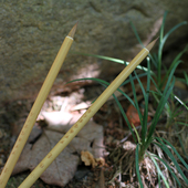 蝇头小楷毛笔 小楷笔 纯狼毫毛笔 出锋1.8cm 抄经毛笔 小狼毫