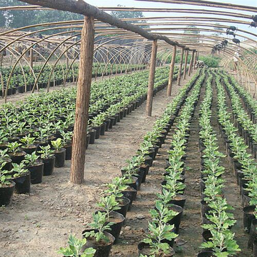 营养钵育秧苗盆杯塑料蔬菜花卉苗木培育种植7*7  8*8  9*9  10*10