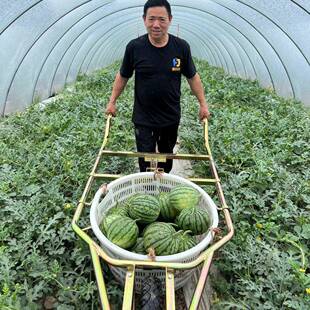 棚西筐瓜用免抬筐塑框钢丝两用专手大推式独轮推瓜PDD47581车推瓜