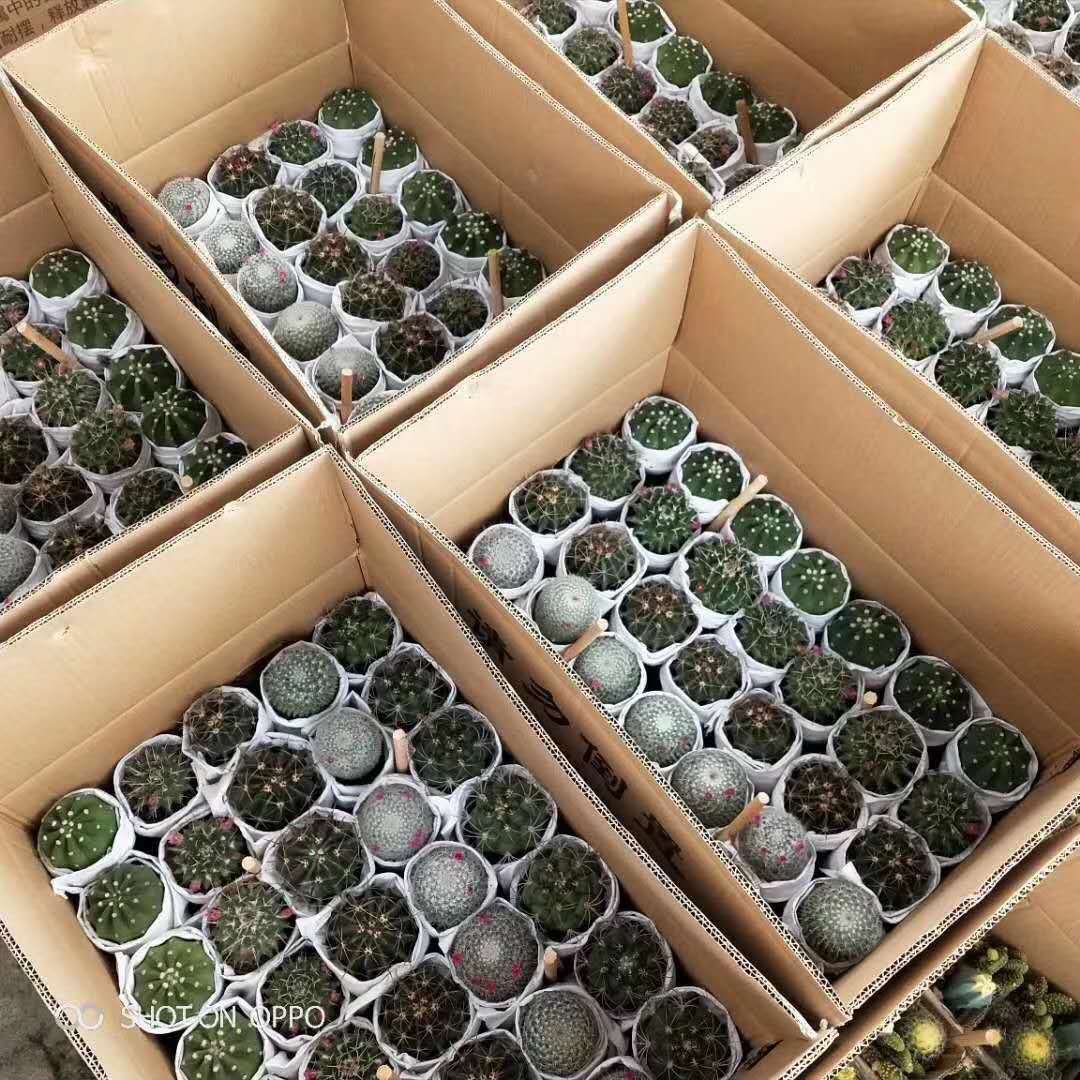 基地直销仙人球植物盆栽 居家花卉绿植盆栽 随机混装五色球