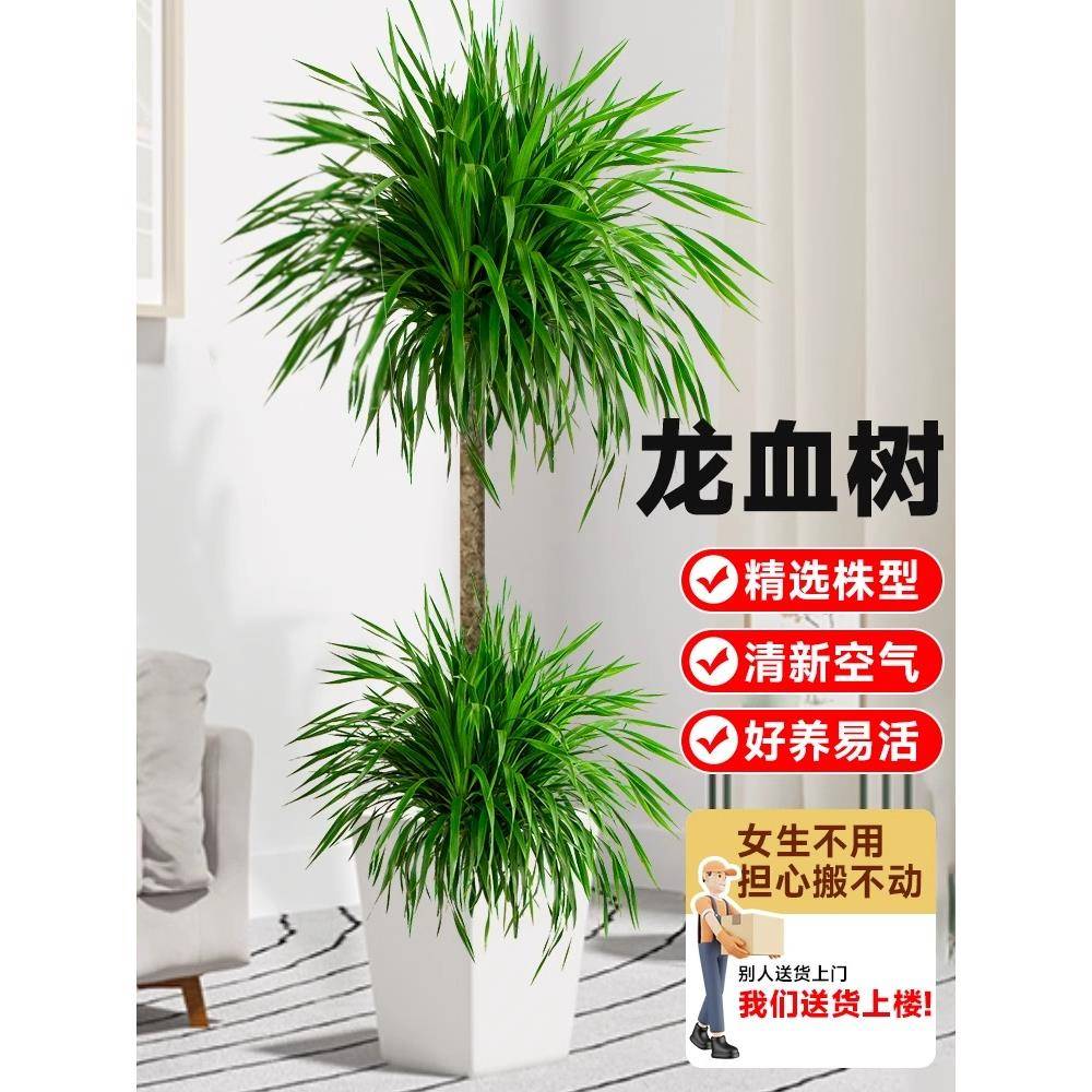 龙血树盆栽绿植室内大型客厅大盆景真花龙铁龙须树办公室落地植物