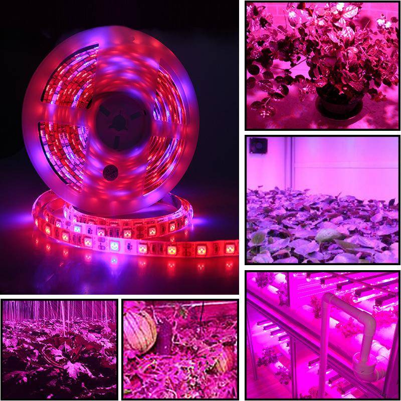 全光谱LED植物灯大棚蔬菜育苗水草月季花卉室内补光生长灯带红蓝图片