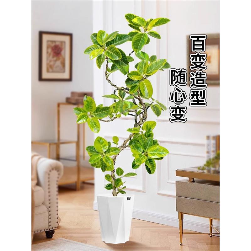 黄金榕客厅绿植花叶橡皮树盆栽室内大型植物高山榕落地盆景好养活
