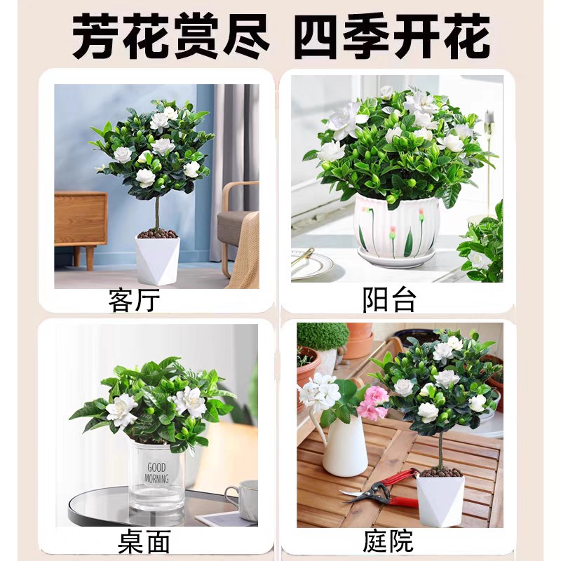 老桩大叶栀子花大树苗大棵栀子花浓香型四季开花独杆室内外花卉