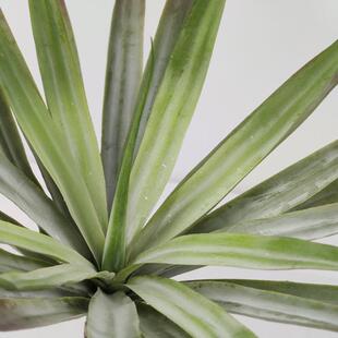 仿真厅绿植居龙兰室内装饰塑料盆栽无品牌/舌客大型落地植物家假