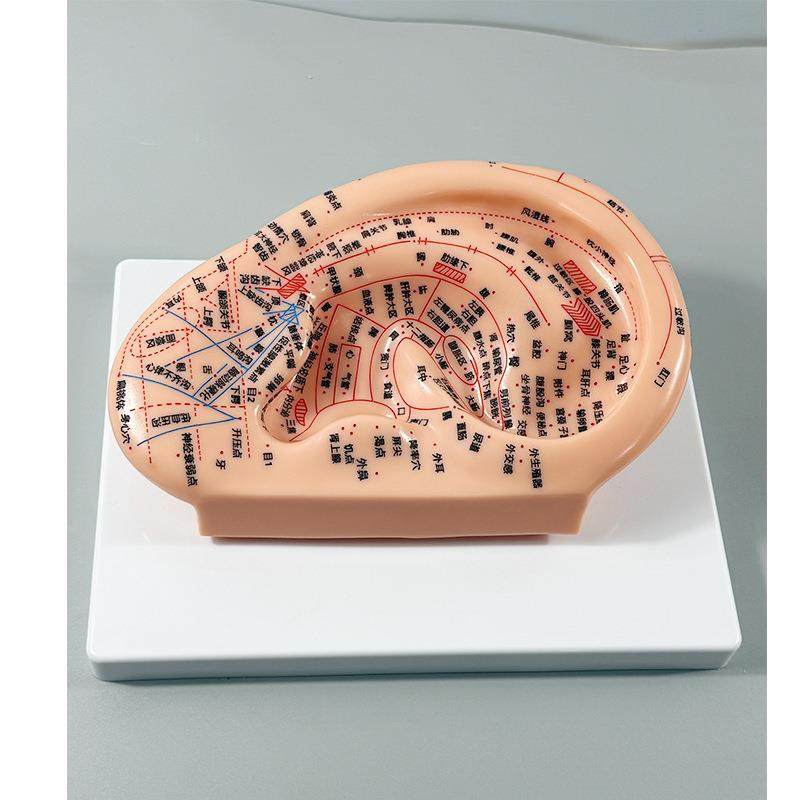 生按377产人体经络穴位模型炙针耳穴模型22cm反射区摩耳模,文具电教/文化用品/商务用品,教学标本/模型,淘宝优惠券,粉丝福利购,淘宝优惠卷