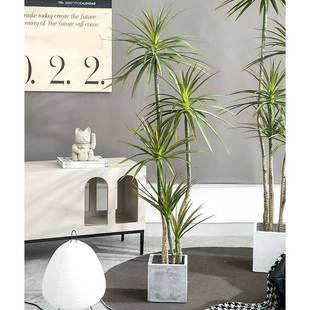 款铁树地仿真绿植内长青仿真树假树新落橱06窗室造景假植物